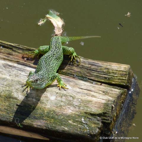 Reconnaissance du circuit de randonnee du 10 septembre 2017 8 20170807 1503134556